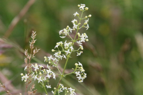 photo of Hedge Bedstraw