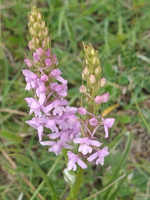 photo of Chalk Fragrant Orchid