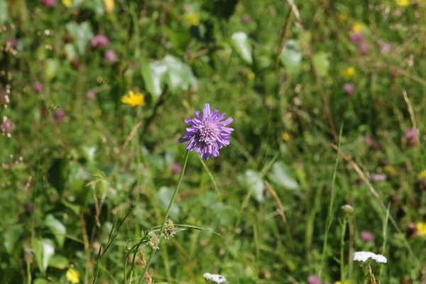 photo of Field Scabious