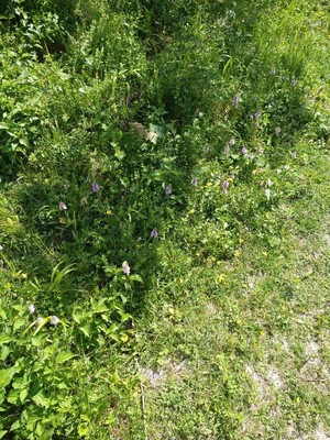 photo of Common Spotted Orchid