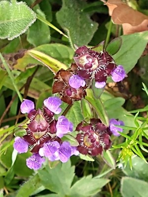 photo of Selfheal