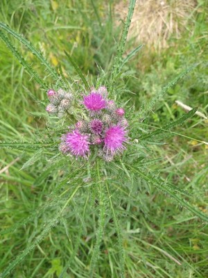photo of Marsh Thistle