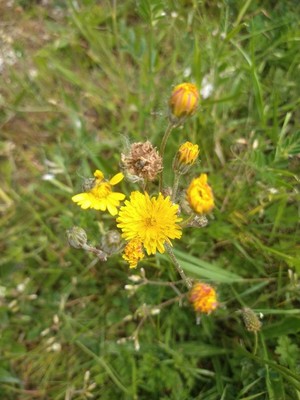 photo of Beaked Hawk's Beard