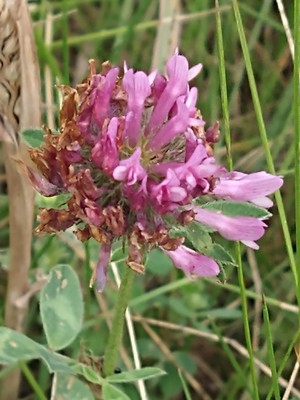 photo of Red Clover