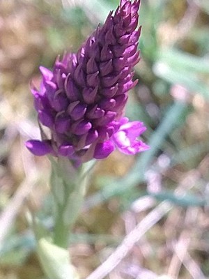 photo of Pyramidal Orchid