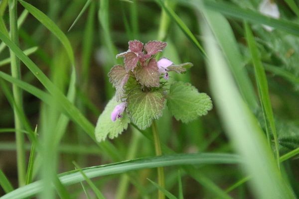 photo of Red Dead Nettle