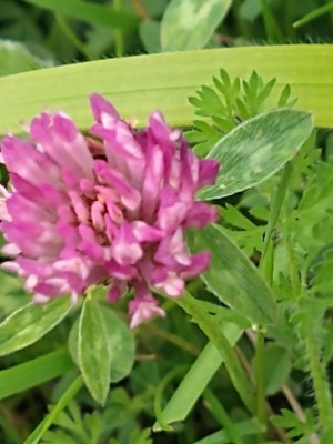 photo of Red Clover