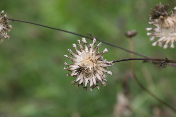 photo of Greater Knapweed