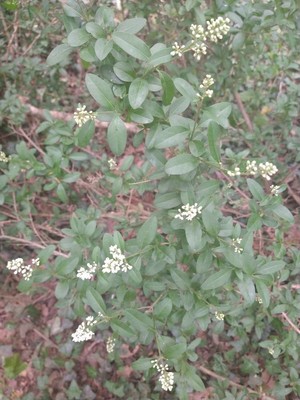 photo of Wild Privet