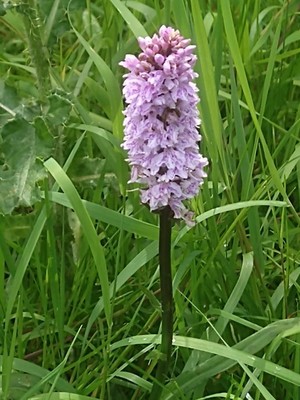 photo of Common Spotted Orchid
