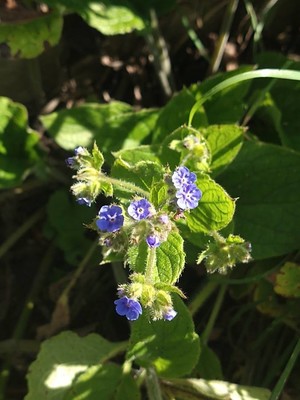 photo of Green Alkanet