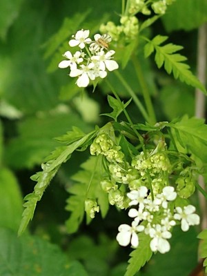 photo of Cow Parsley