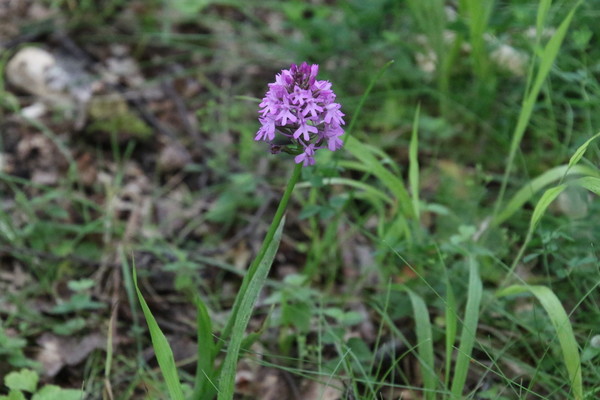 photo of Pyramidal Orchid