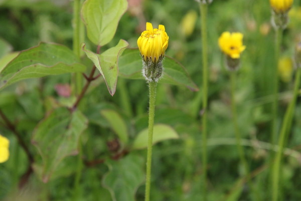 photo of Rough Hawkbit