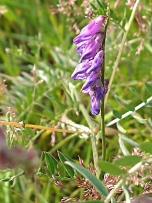 photo of Fodder Vetch