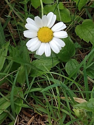 photo of Oxeye Daisy