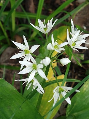 photo of Ramsons