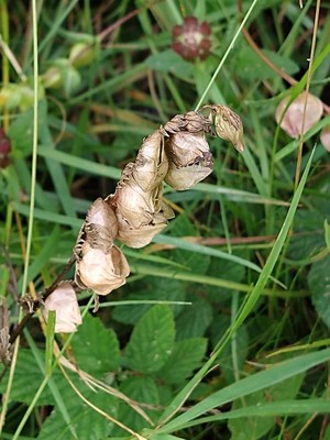 photo of Yellow Rattle