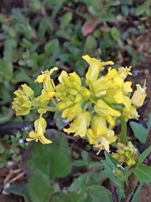 photo of Common Winter Cress