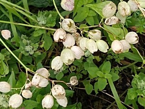 photo of Bladder Campion