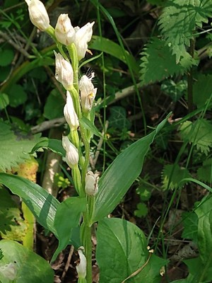 photo of White Helleborine