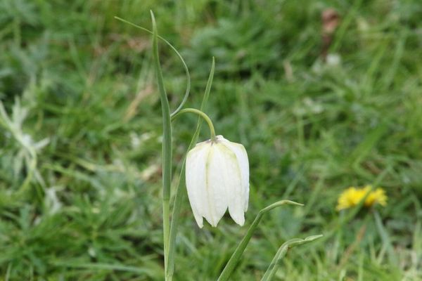 photo of Snake's Head Fritillary