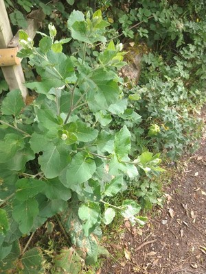 photo of Lesser Burdock
