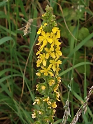 photo of Agrimony