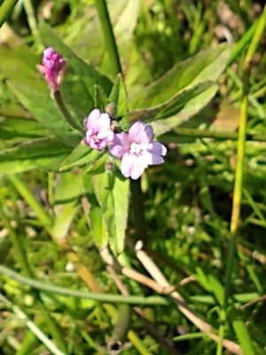 photo of Hoary Willowherb