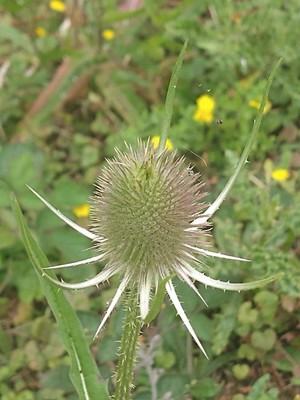 photo of Teasel