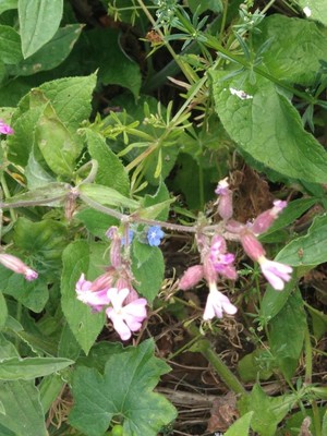 photo of Red Campion