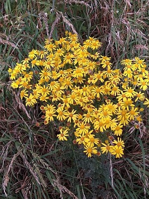 photo of Ragwort