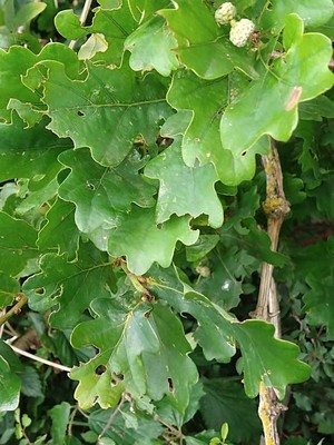 photo of Pedunculate Oak