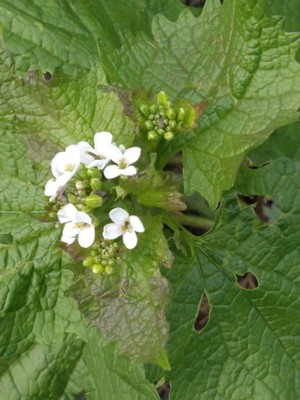 photo of Garlic Mustard