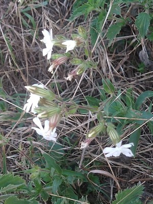 photo of White Campion