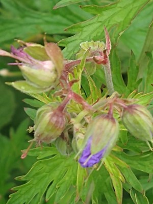 photo of Meadow Crane's Bill