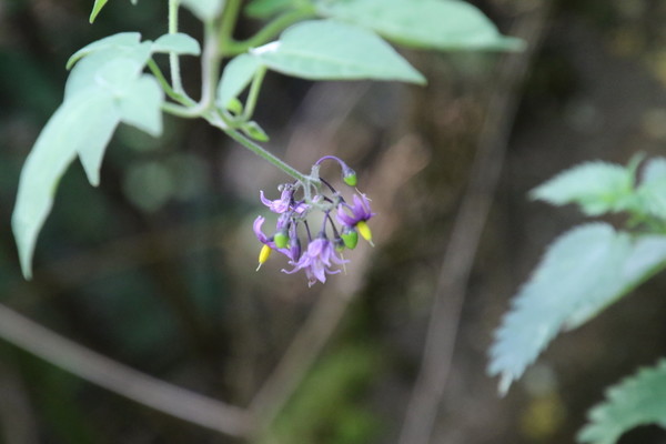 photo of Bittersweet