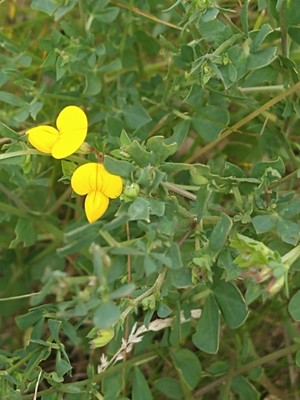 photo of Bird's Foot Trefoil