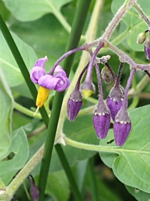 photo of Bittersweet