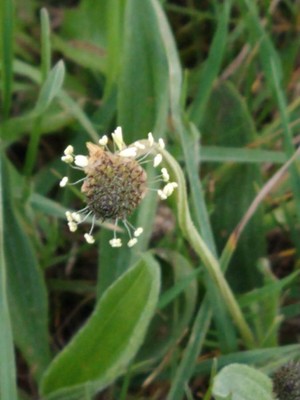 photo of Ribwort Plantain