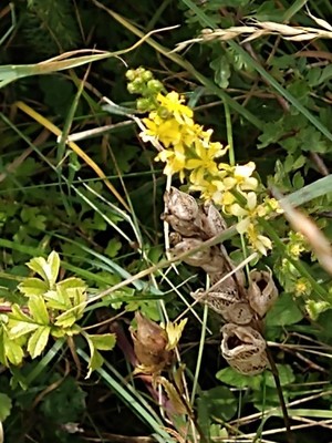 photo of Agrimony