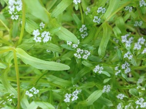 photo of Common Cornsalad