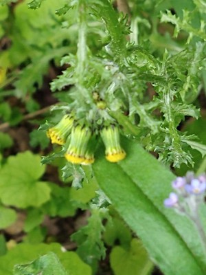 photo of Groundsel