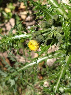 photo of Prickly Sow Thistle