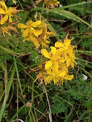 photo of Perforate St. John's Wort