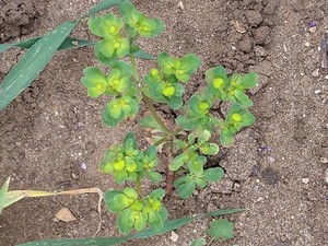 photo of Sun Spurge