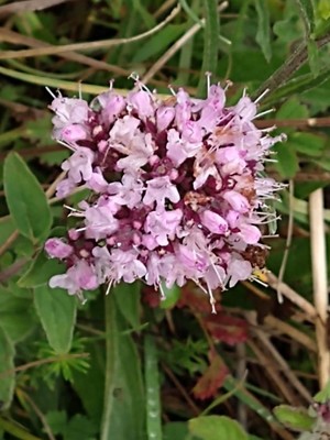 photo of Wild Marjoram