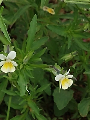 photo of Field Pansy