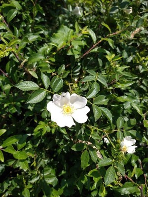 photo of Common Dog Rose