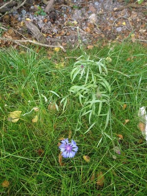 photo of Cornflower
